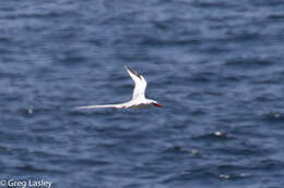 Image of Red-billed Tropicbird