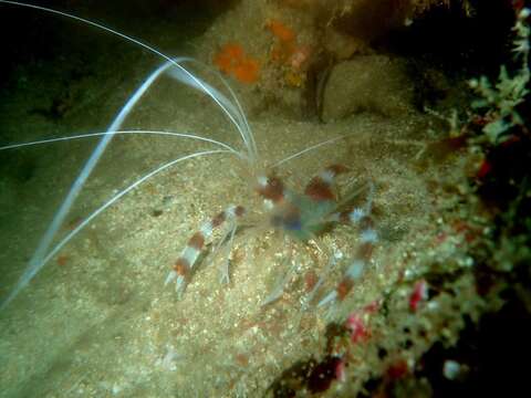 Image of coral shrimps