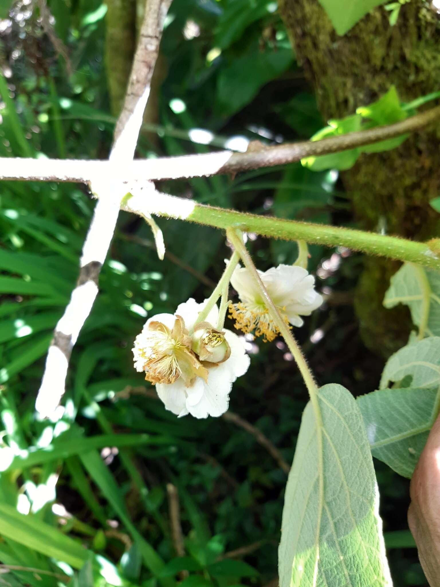 Image de Actinidia chinensis var. hispida C. F. Liang