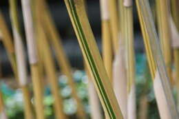 Image of hedge bamboo