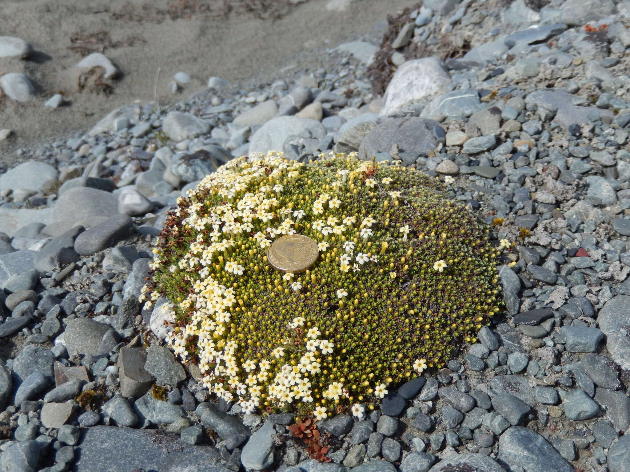 Imagem de Myosotis uniflora Hook. fil.