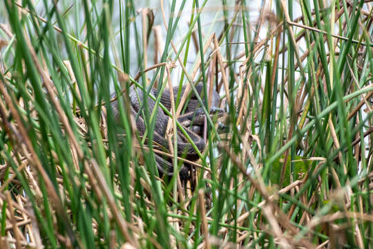 Image of Highland Garter Snake