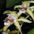 Imagem de Coelogyne asperata Lindl.