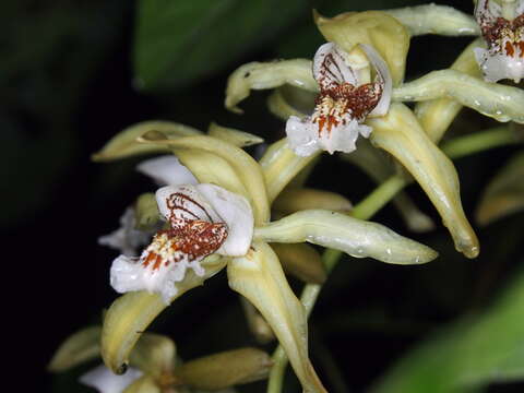 Image of Coelogyne asperata Lindl.