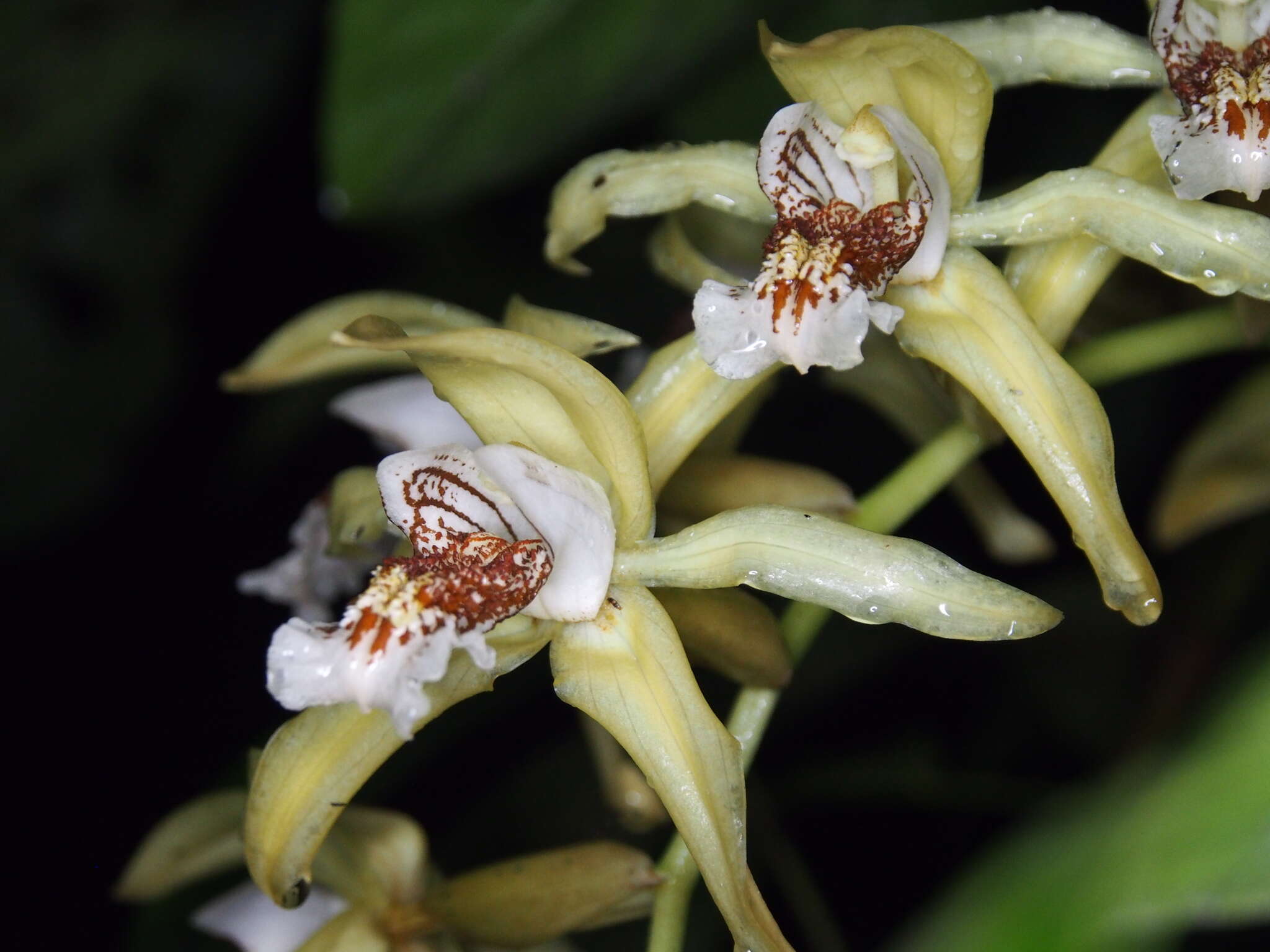 Imagem de Coelogyne asperata Lindl.