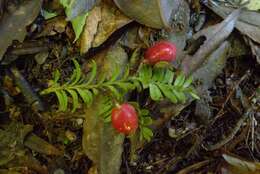 Prumnopitys ferruginea (G. Benn. ex D. Don) de Laub. resmi