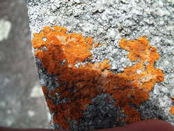 Image of cinnabar orange lichen