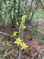 Imagem de Bulbine glauca (Raf.) E. M. Watson