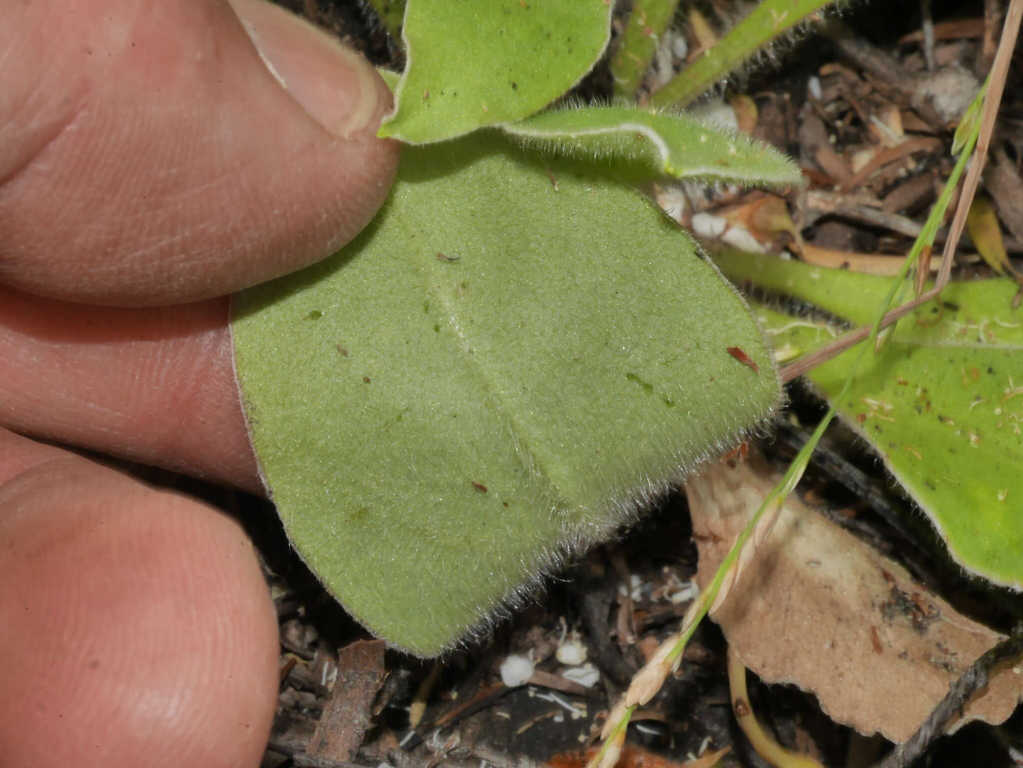 Image of Craspedia uniflora var. grandis Allan