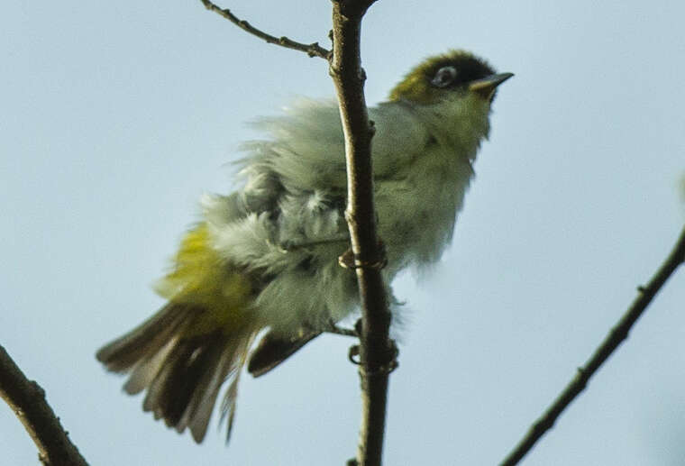 Image of Cream-throated White-eye