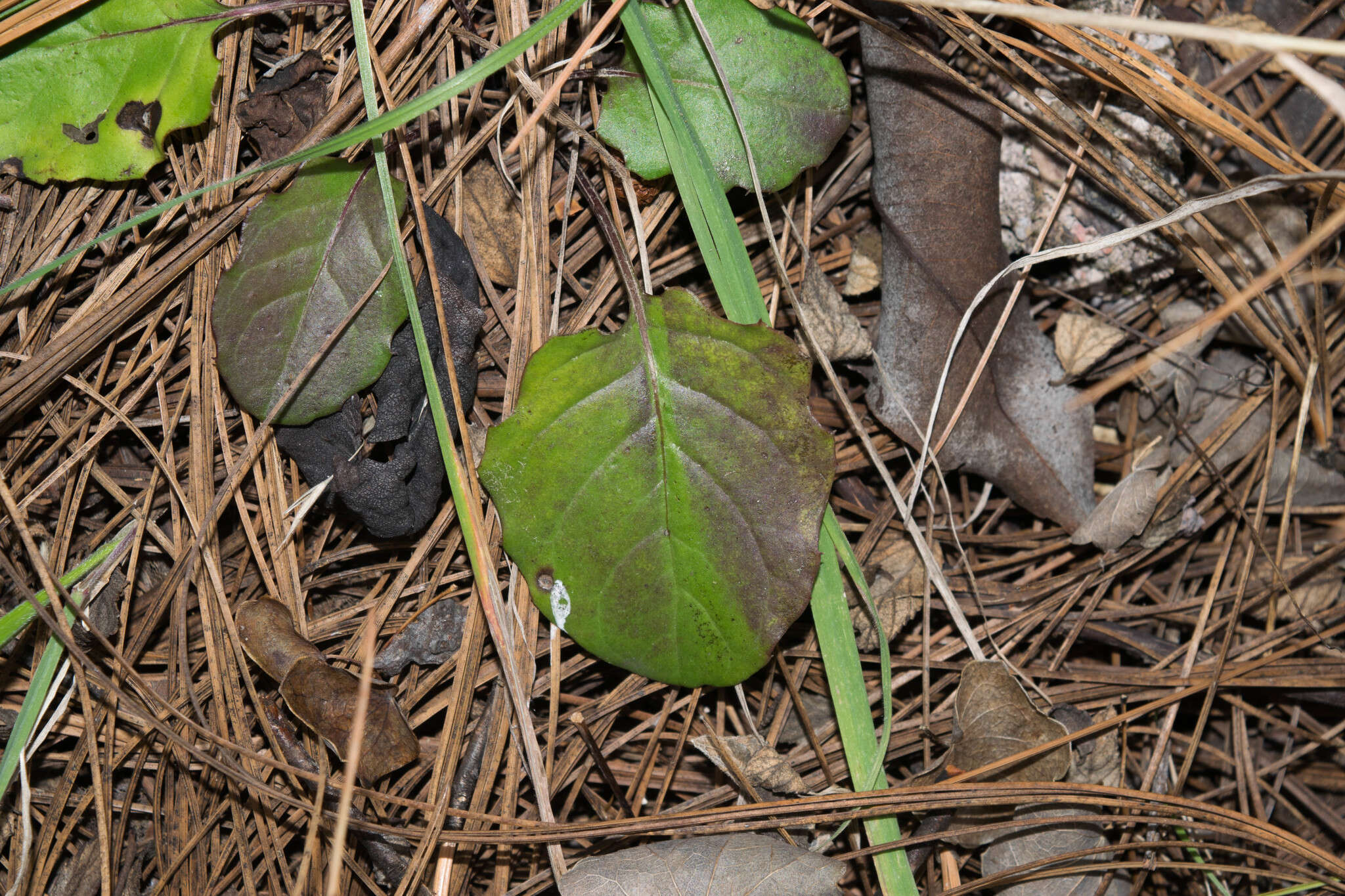 Leibnitzia lyrata (Sch. Bip.) G. L. Nesom的圖片