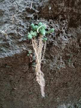 Image of Sedum greggii Hemsl.