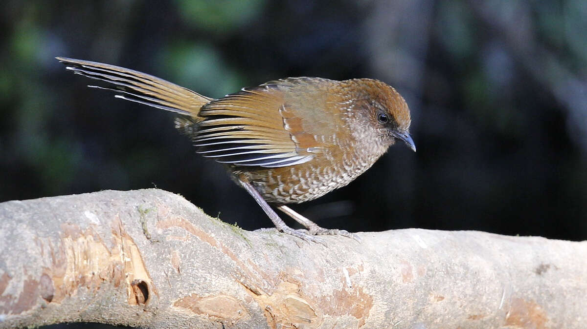 Image of Brown-capped Laughingthrush