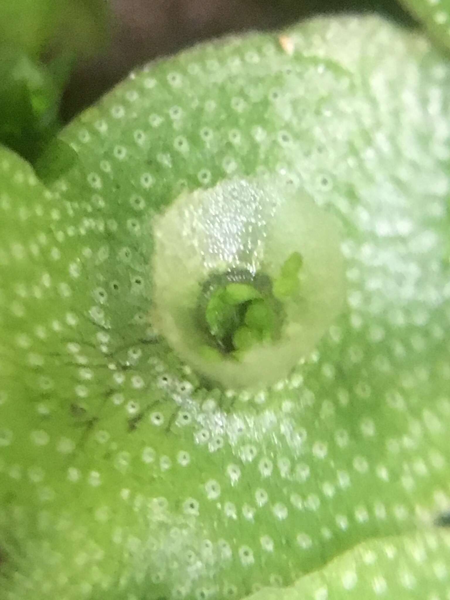 Image of Marchantia pappeana Lehm.