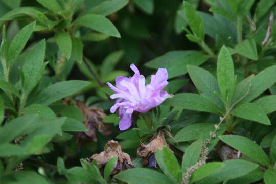 Image of Rhododendron mucronatum (Bl.) G. Don