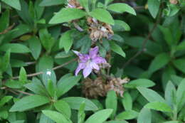 Imagem de Rhododendron mucronatum (Bl.) G. Don