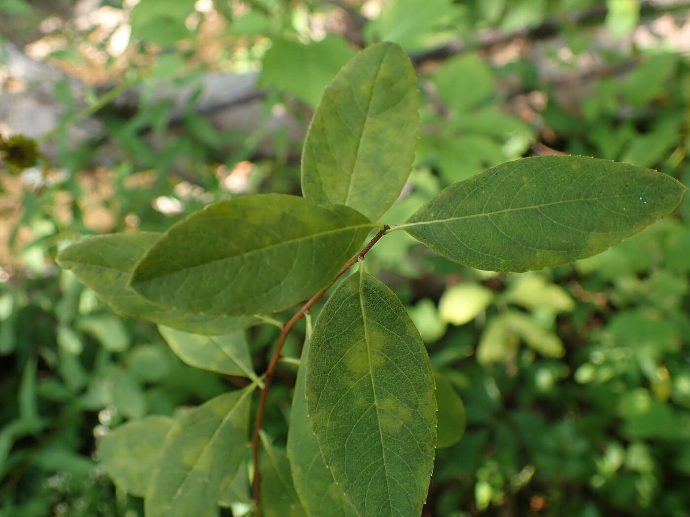 Imagem de Spiraea virginiana Britt.