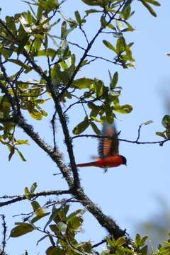 Image of Long-tailed Minivet