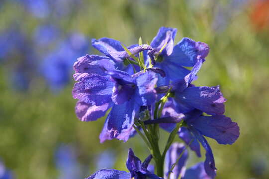 Image of Siberian larkspur