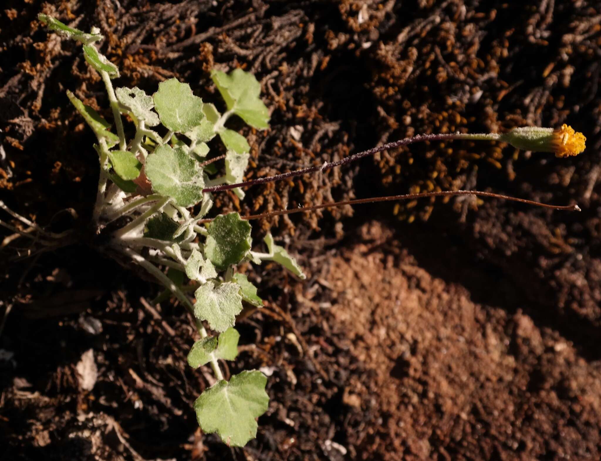 Image of Cineraria mollis E. Mey. ex DC.