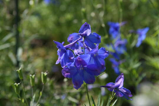 Image of Siberian larkspur