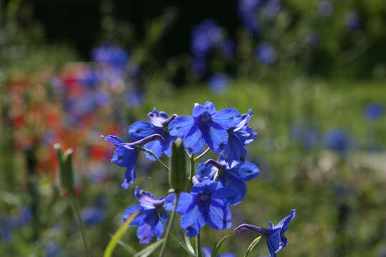 Image of Siberian larkspur