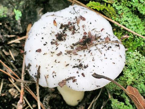 Image of Russula perlactea Murrill 1943