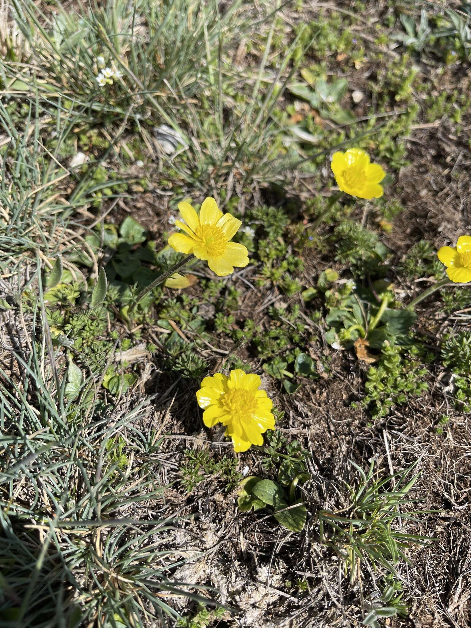 Image of Ranunculus millefoliatus Vahl