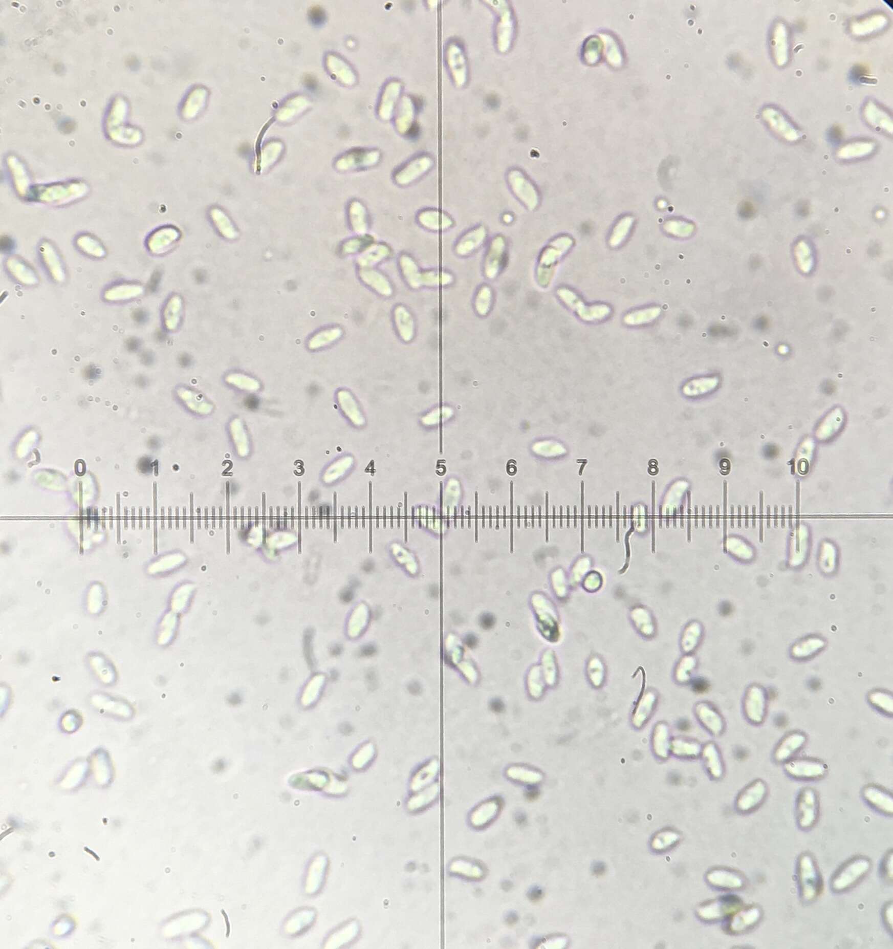 Image of Clitocybe coniferophila H. E. Bigelow 1982