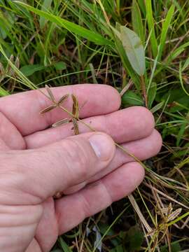 Image of slender flatsedge