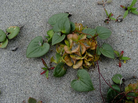 Image of Dioscorea fastigiata Gay