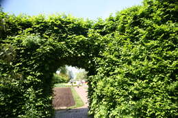 Image of European hornbeam