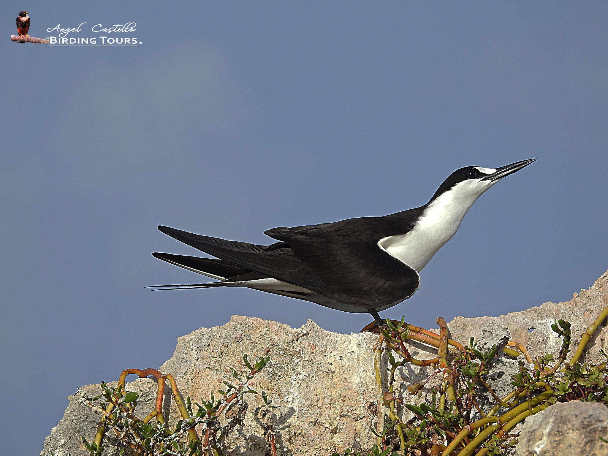 Image of Brown-backed terns