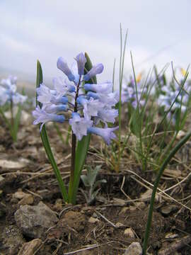 Image of Hyacinthella pallasiana (Steven) Losinsk.