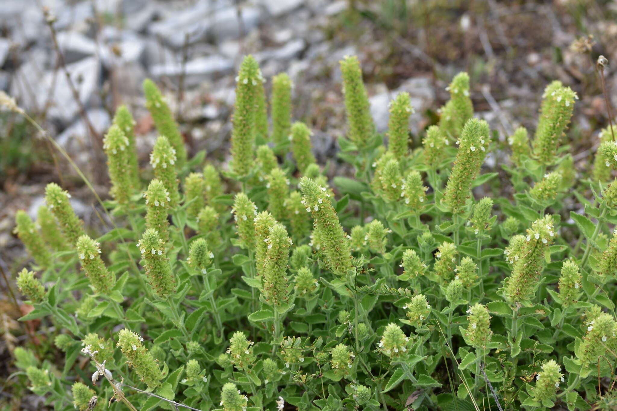 Image of <i>Teucrium arduinii</i>