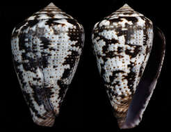 صورة Conus ardisiaceus Kiener 1850