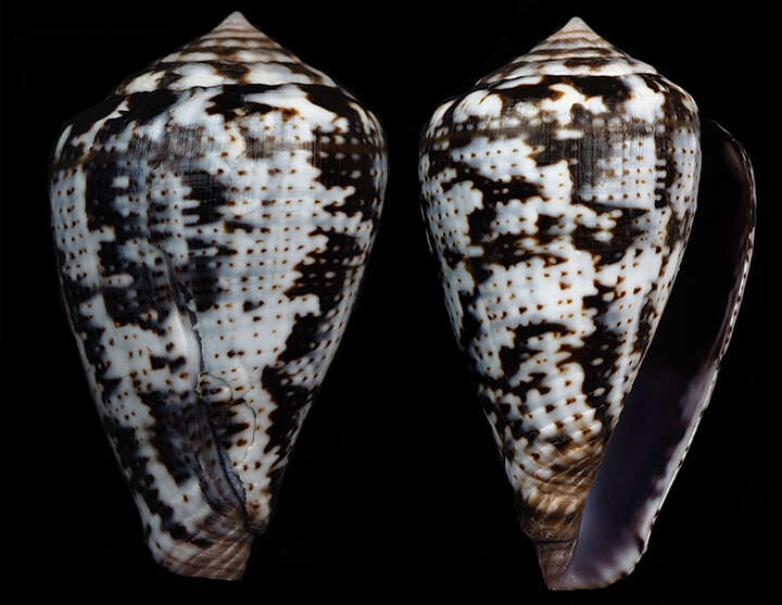 صورة Conus ardisiaceus Kiener 1850