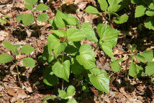 Image of Allegheny-spurge