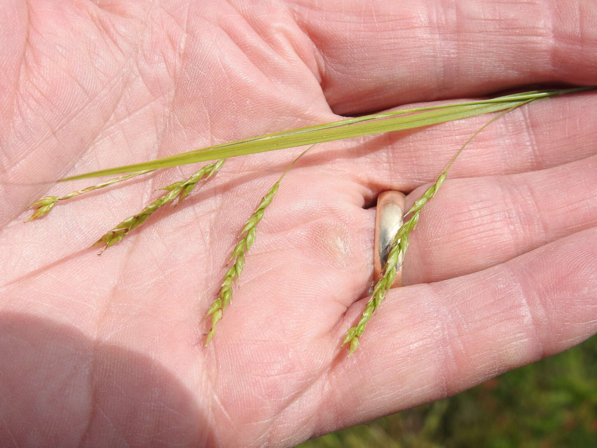 Imagem de Carex debilis var. rudgei L. H. Bailey