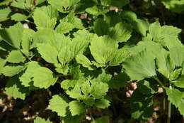 Image of Allegheny-spurge