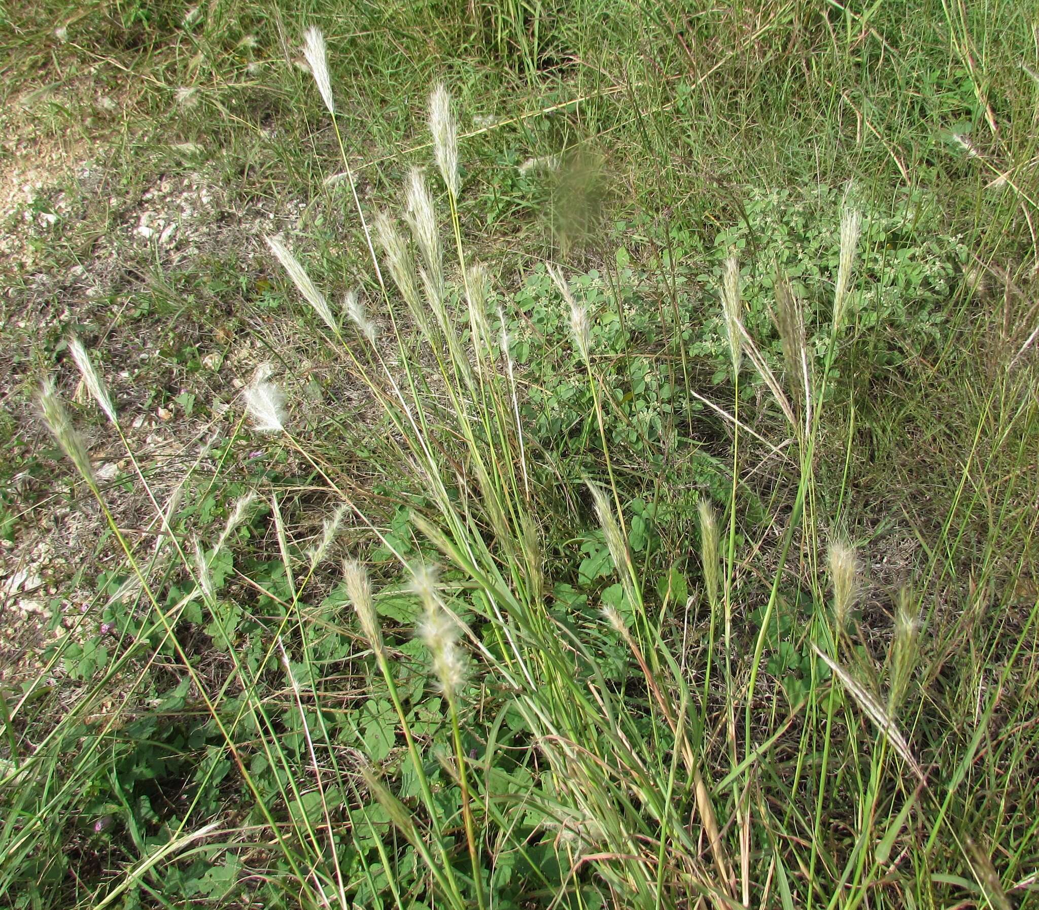 Plancia ëd Bothriochloa torreyana (Steud.) Scrivanti & Anton