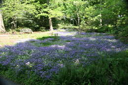 Image of creeping phlox