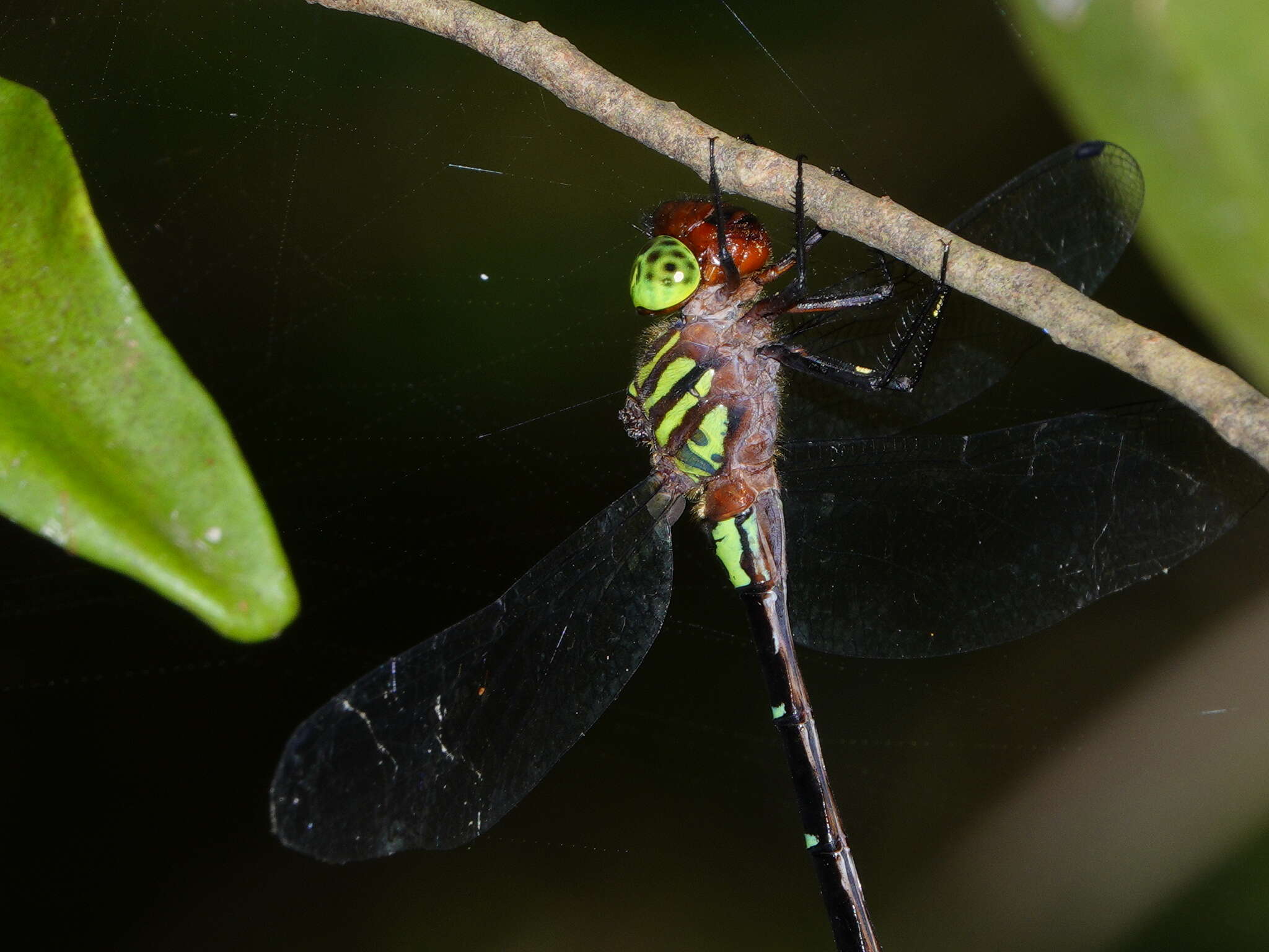 Image of Green-striped Darner