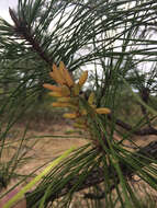 Image of Marsh Pine