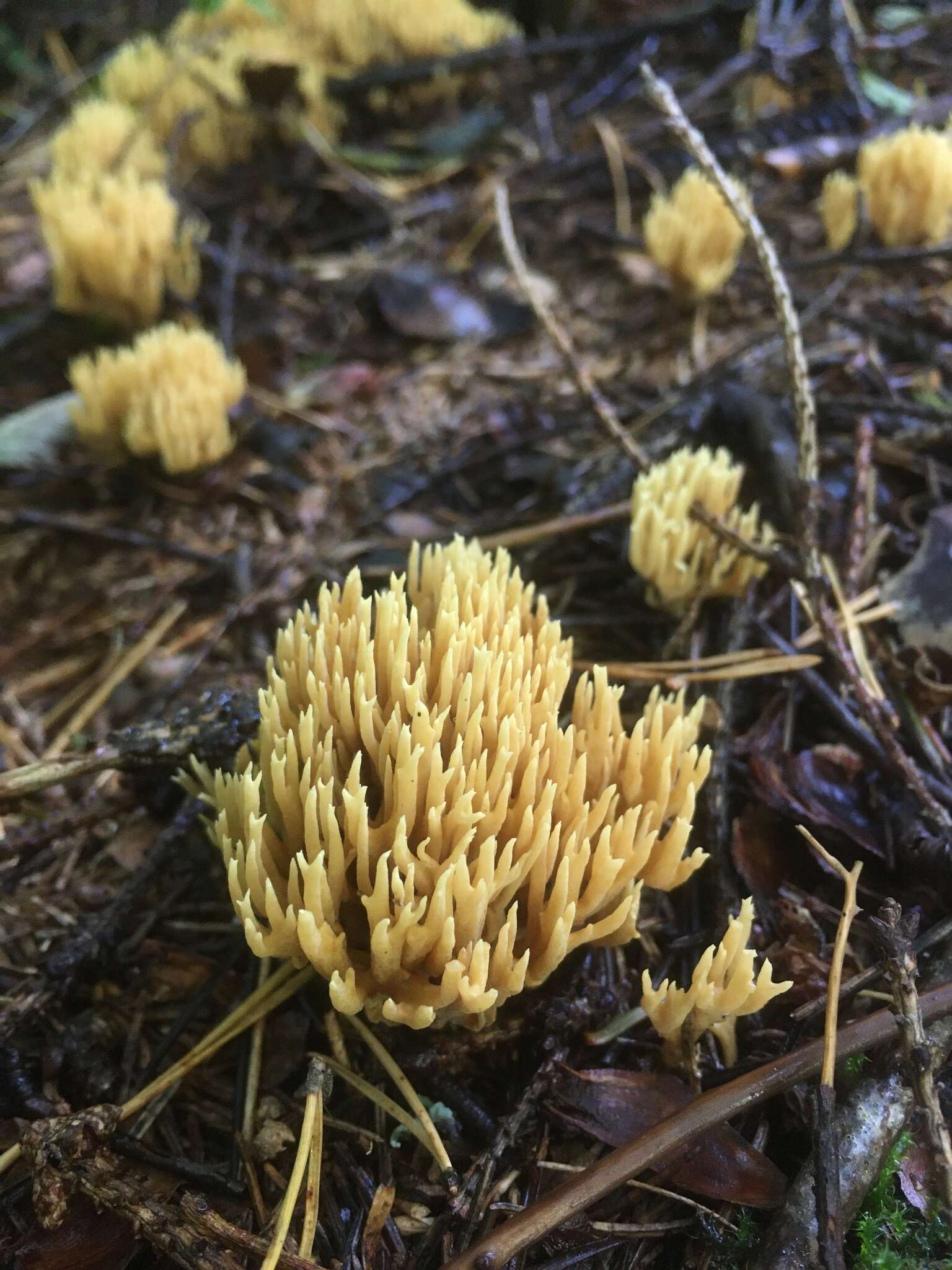 Image of Phaeoclavulina eumorpha (P. Karst.) Giachini 2011