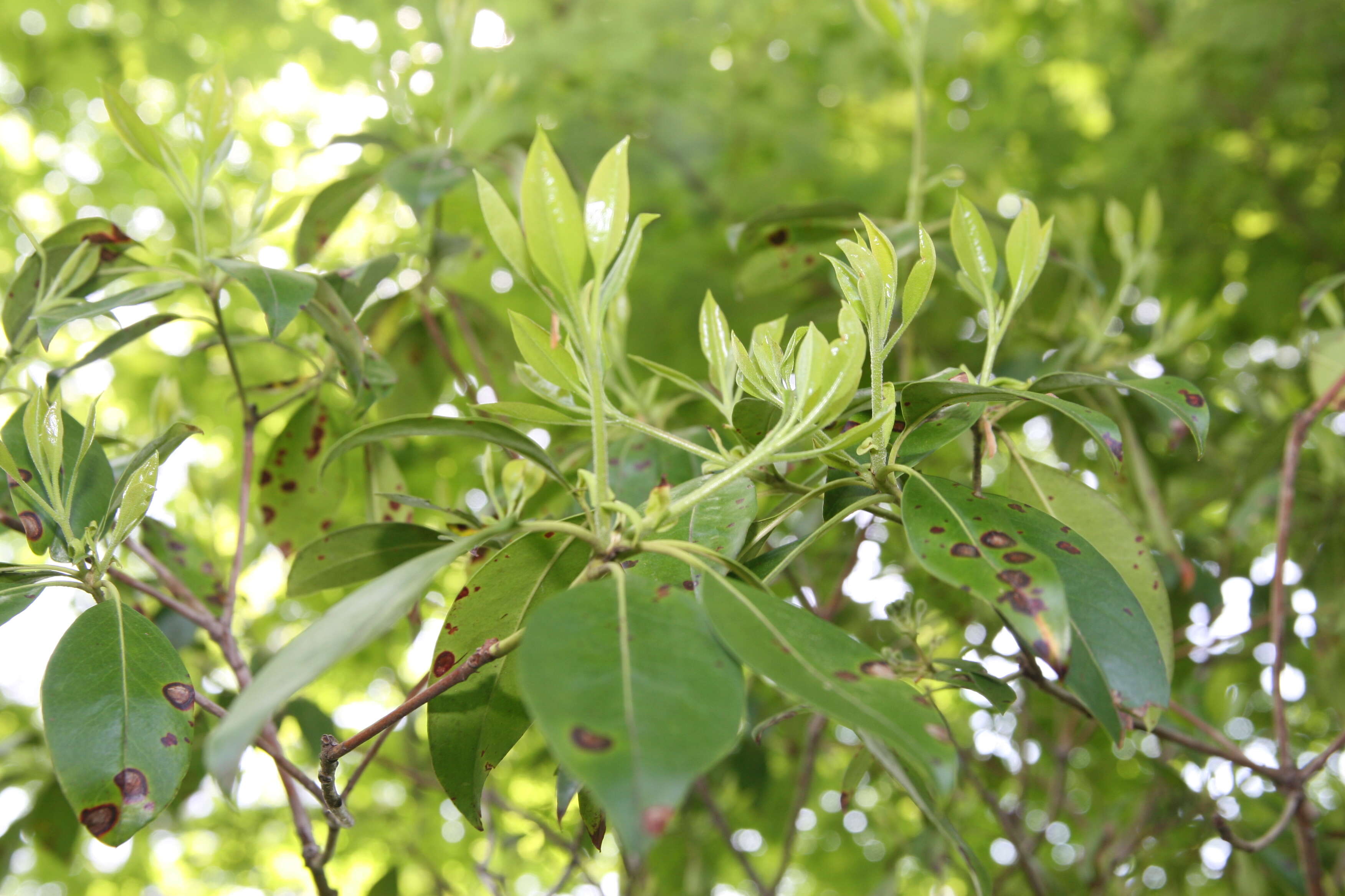 Image of mountain laurel