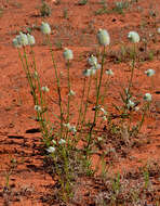 Image of Ptilotus xerophilus