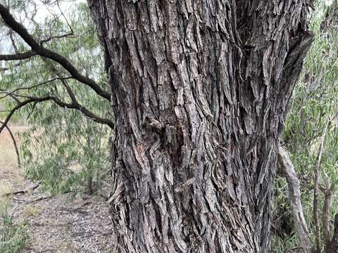 Image of gidgee