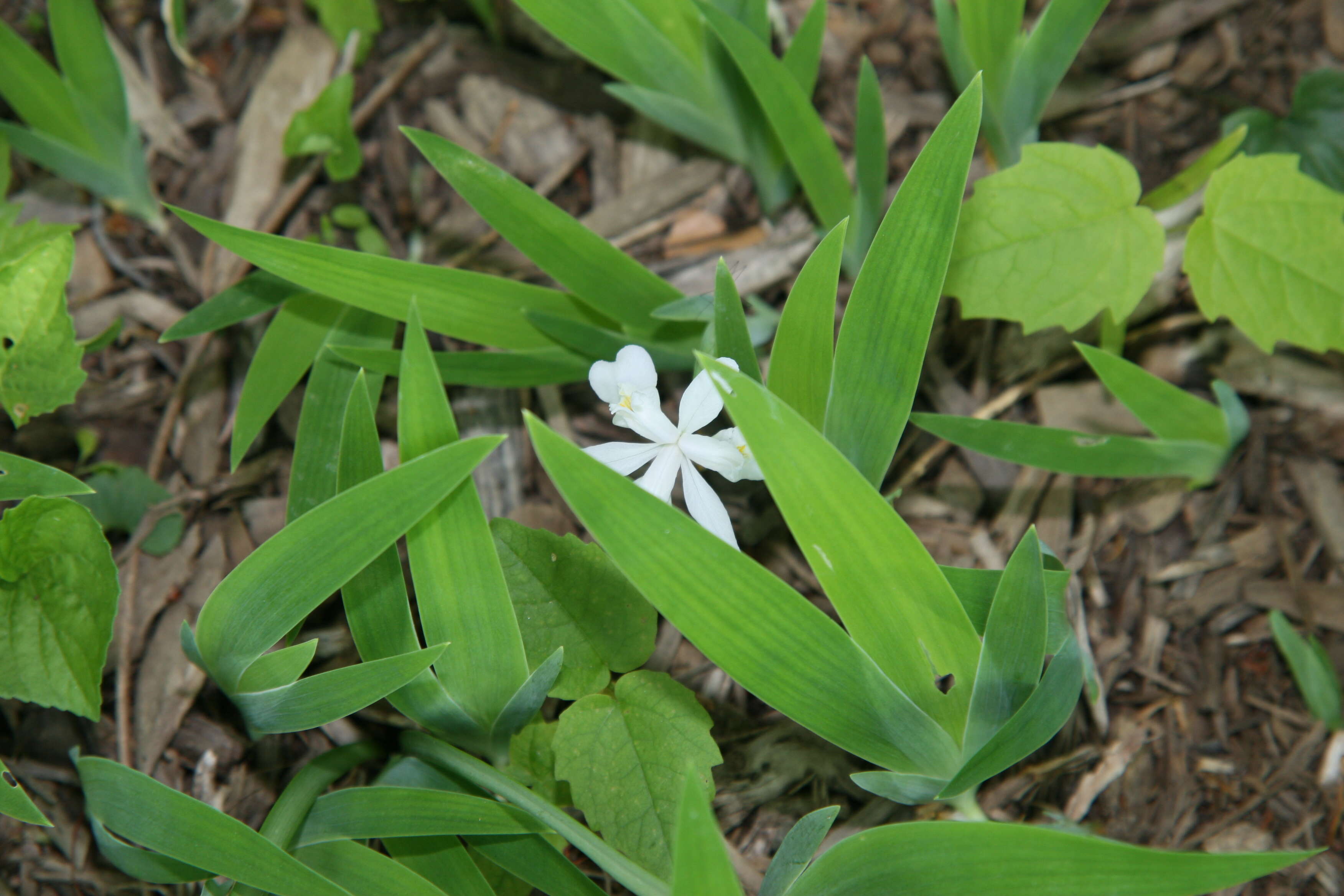 Image of crested iris