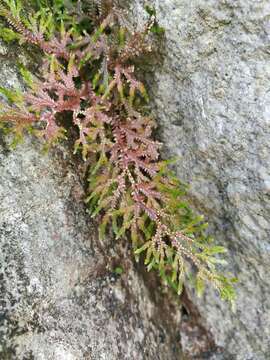 Image de Selaginella effusa Alston